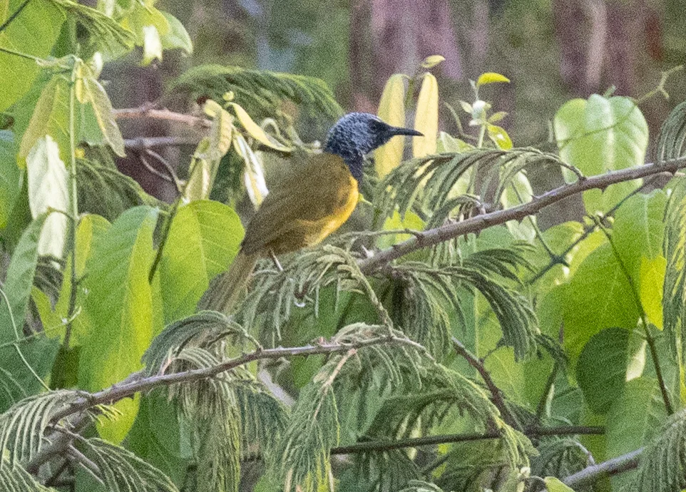 鹂莺(Hypergerus atriceps)
