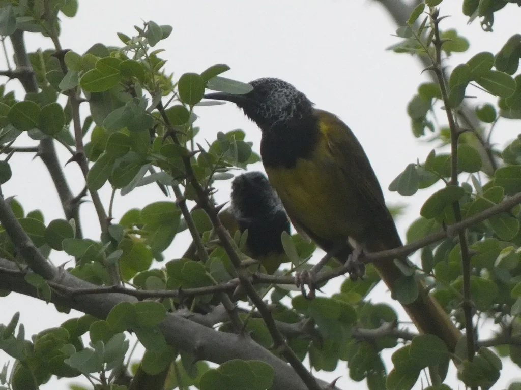 鹂莺(Hypergerus atriceps)