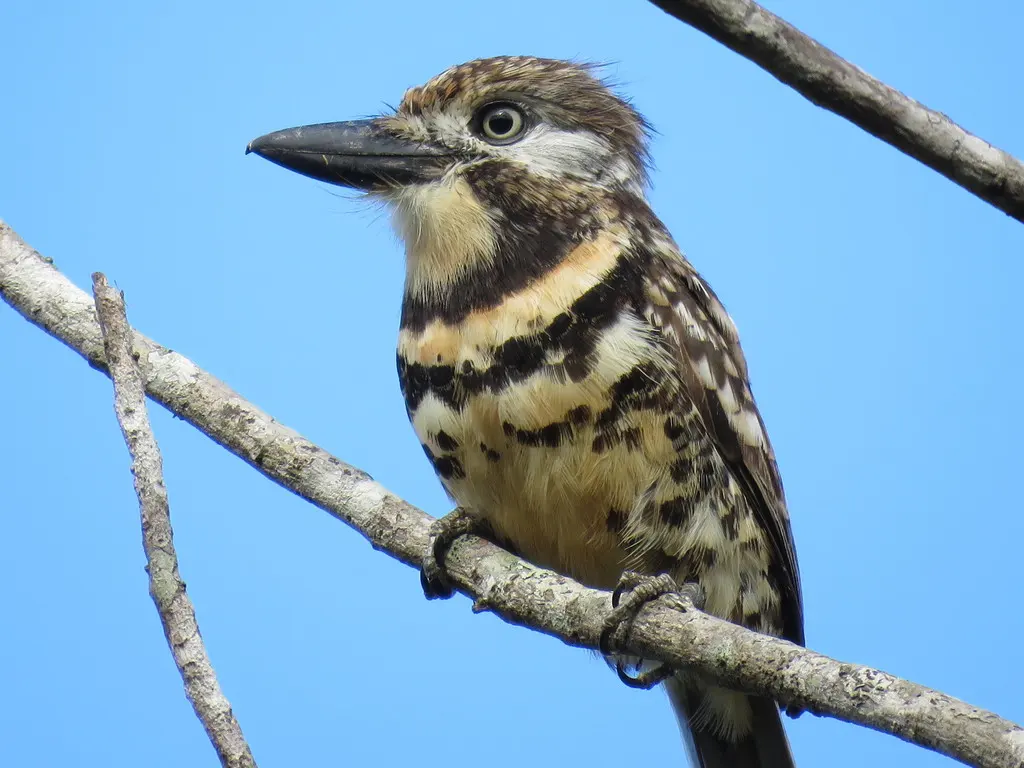 双斑蓬头䴕(Hypnelus bicinctus)