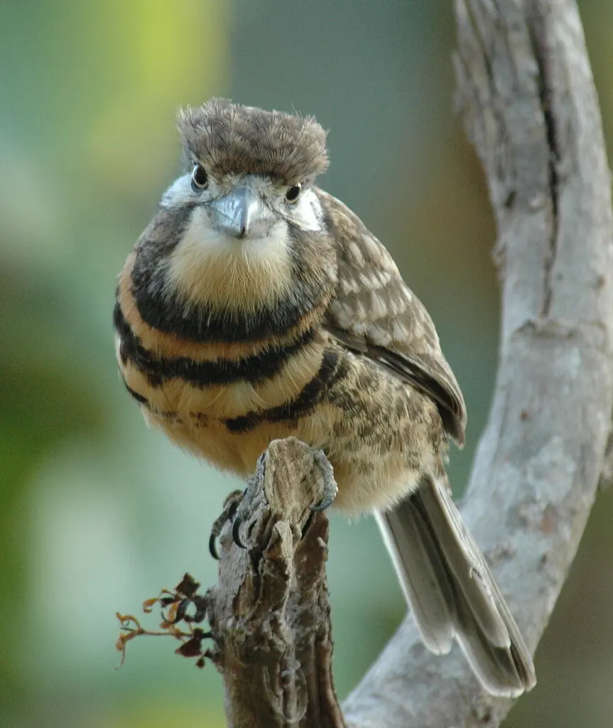双斑蓬头䴕(Hypnelus bicinctus)