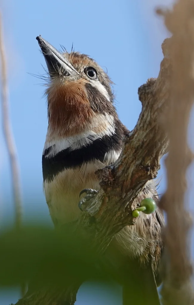 黄喉蓬头䴕(Hypnelus ruficollis)