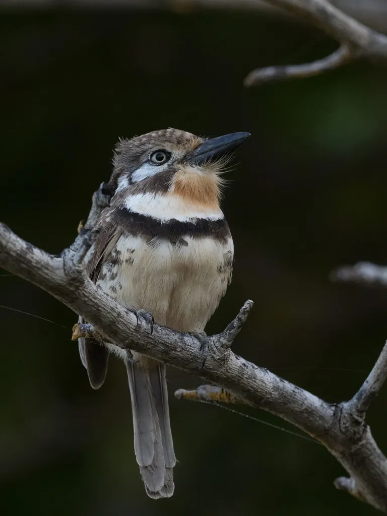 黄喉蓬头䴕(Hypnelus ruficollis)