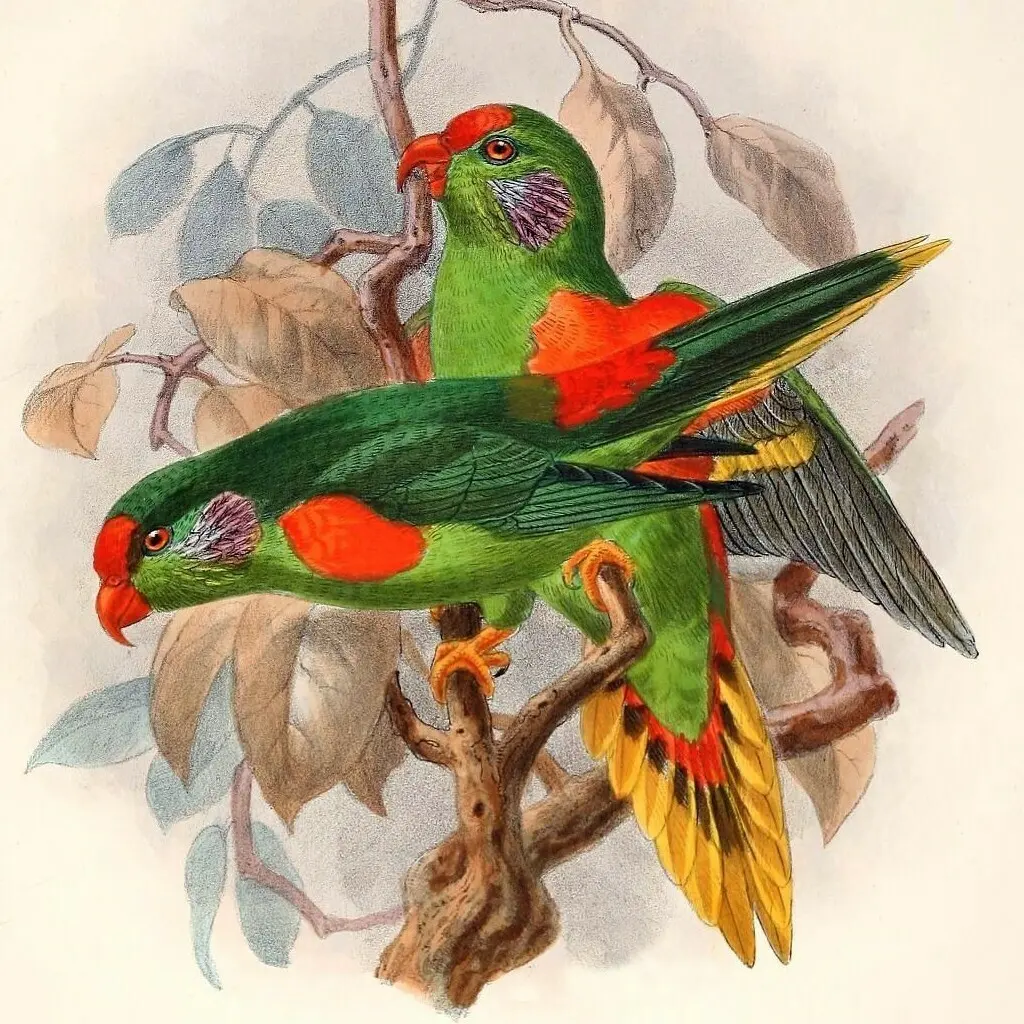 红斑鹦鹉(Hypocharmosyna rubronotata)