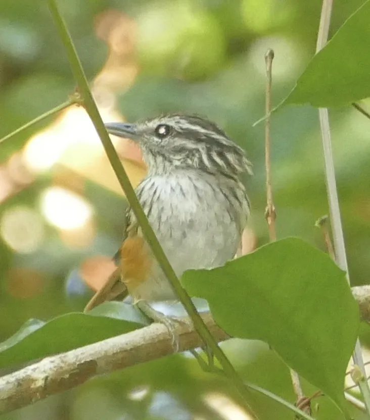 歌蚁鸟(Hypocnemis cantator)