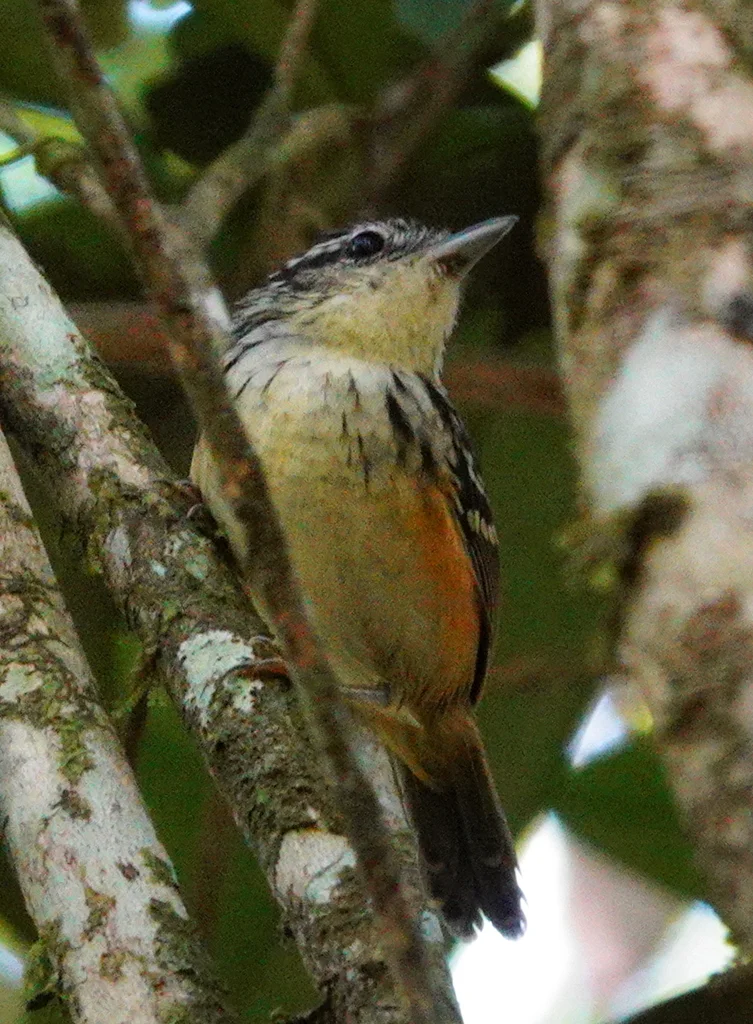 淡胸歌蚁鸟(Hypocnemis flavescens)