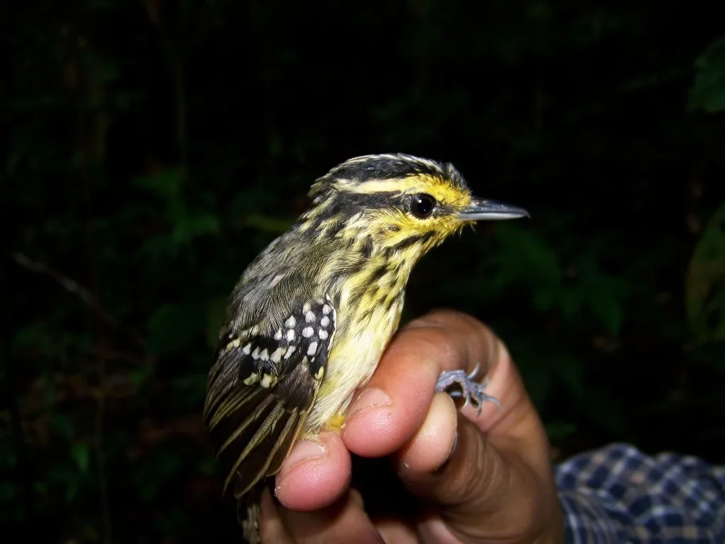 黄眉歌蚁鸟(Hypocnemis hypoxantha)