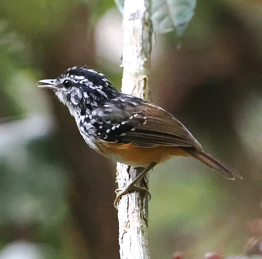 赭背歌蚁鸟(Hypocnemis ochrogyna)