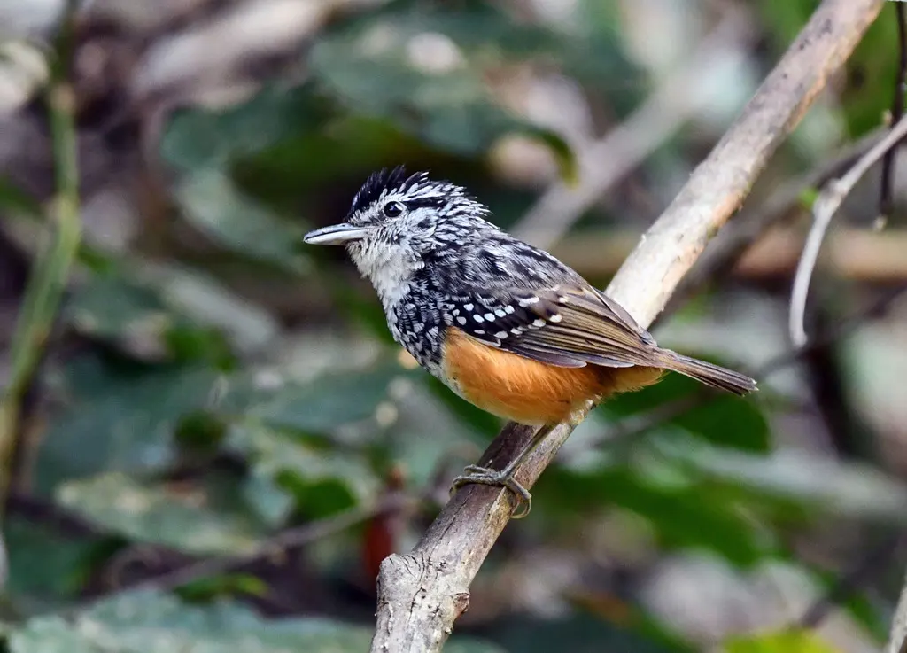 秘鲁歌蚁鸟(Hypocnemis peruviana)