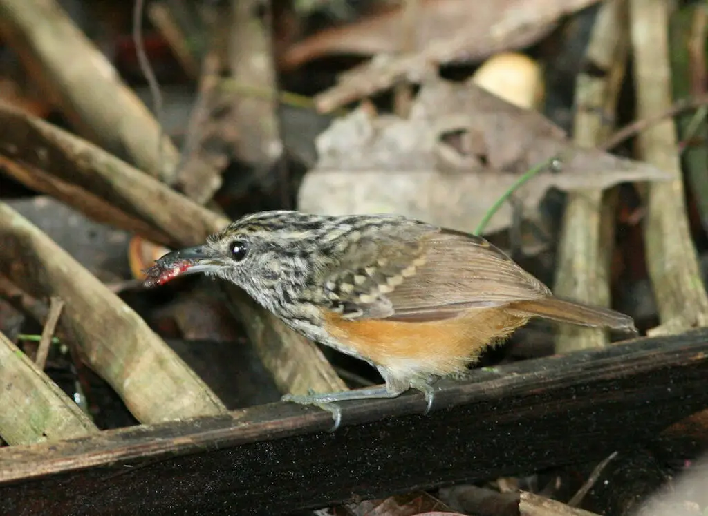 秘鲁歌蚁鸟(Hypocnemis peruviana)