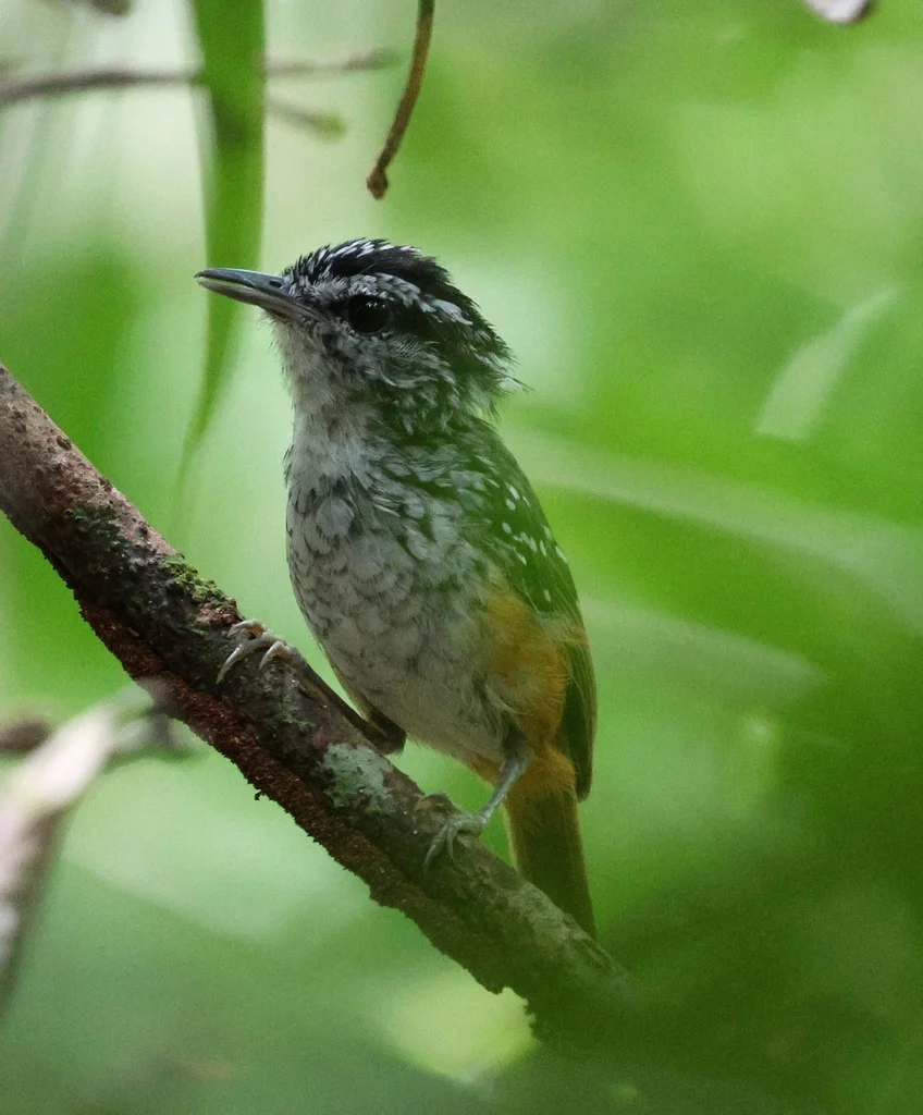 斯氏歌蚁鸟(Hypocnemis striata)