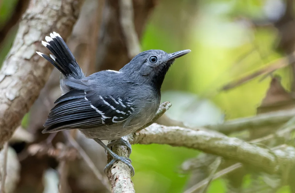 斑尾蚁鸟(Hypocnemoides maculicauda)