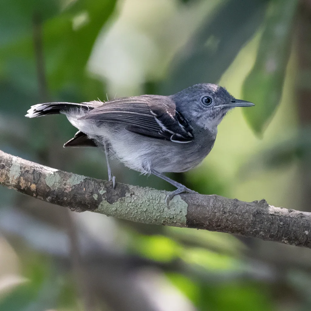 斑尾蚁鸟(Hypocnemoides maculicauda)