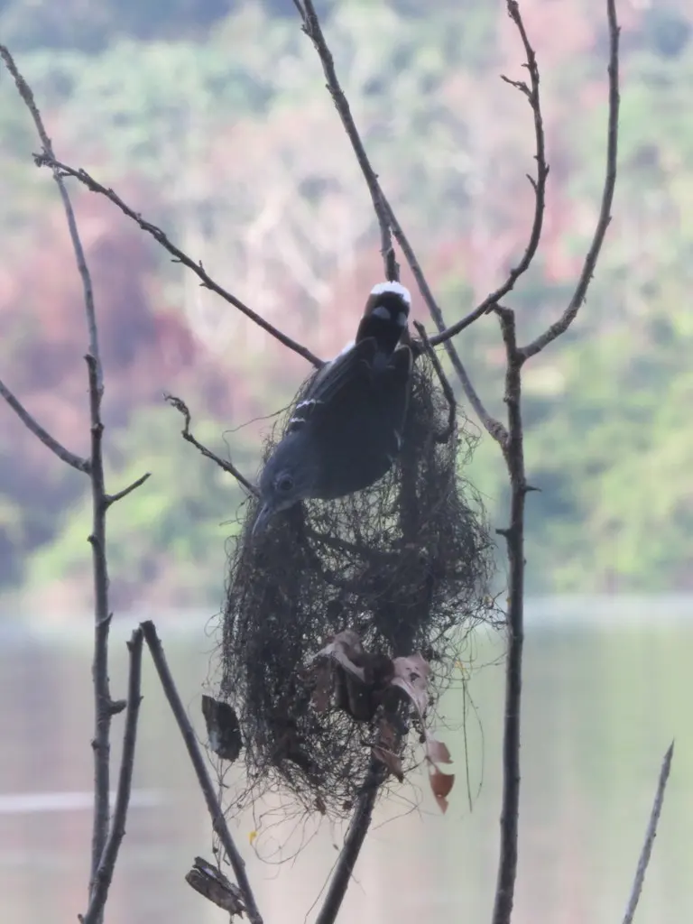 斑尾蚁鸟(Hypocnemoides maculicauda)