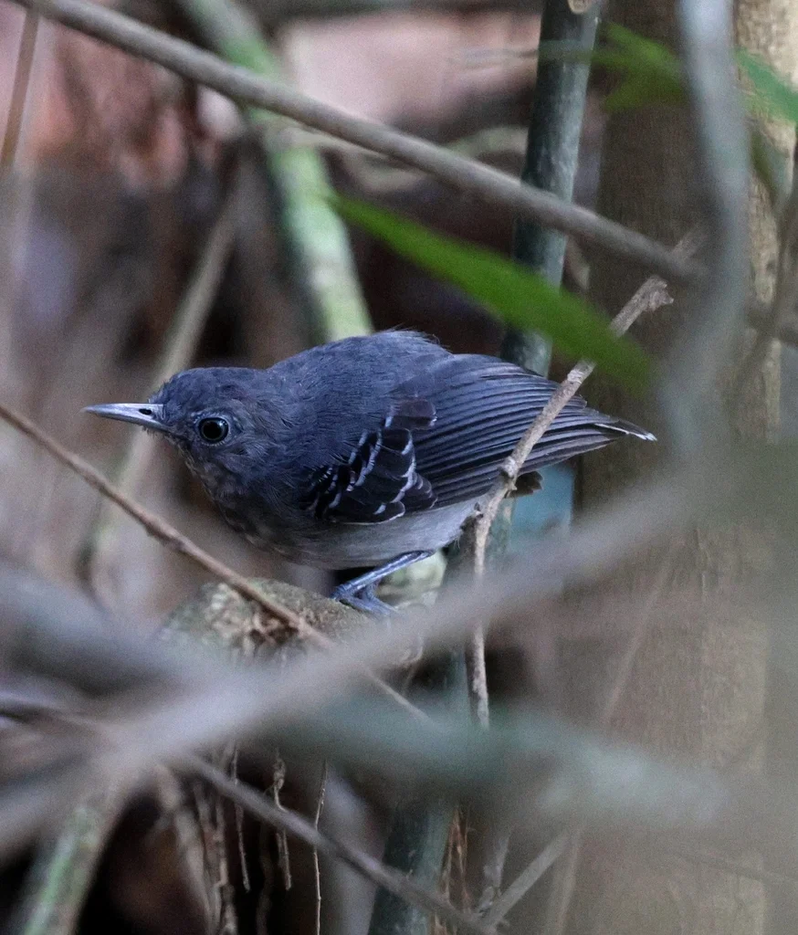 黑颏蚁鸟(Hypocnemoides melanopogon)