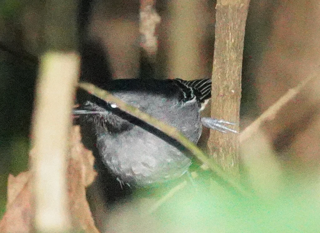 黑颏蚁鸟(Hypocnemoides melanopogon)