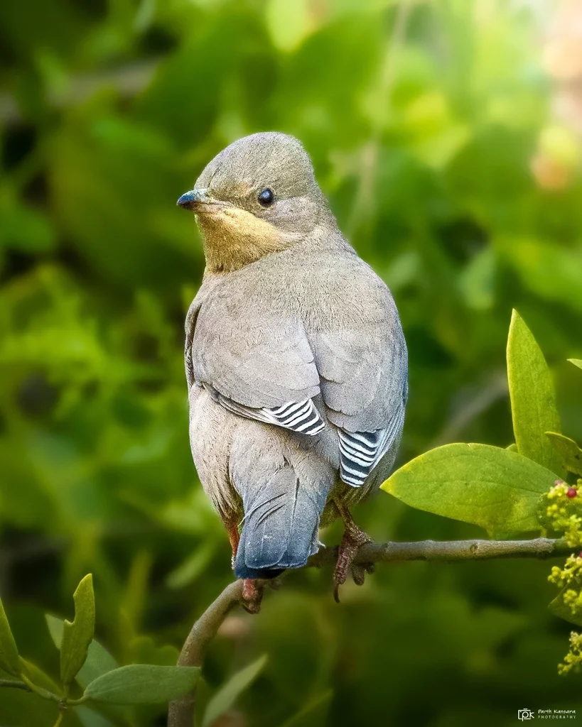 灰连雀(Hypocolius ampelinus)