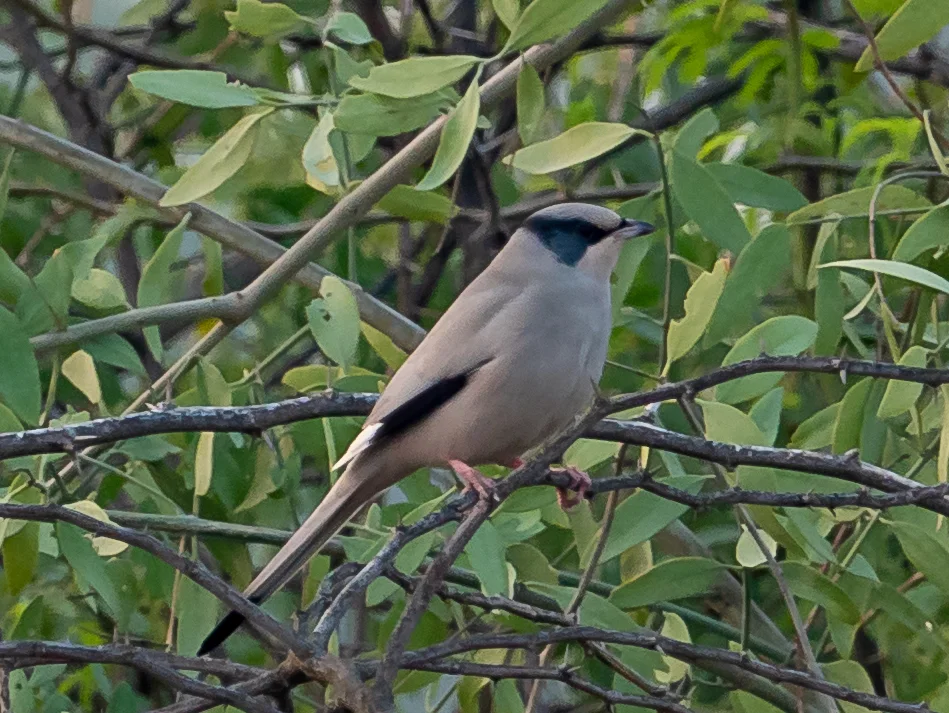灰连雀(Hypocolius ampelinus)