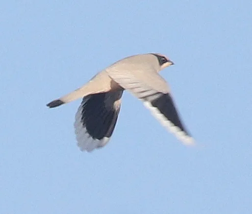灰连雀(Hypocolius ampelinus)