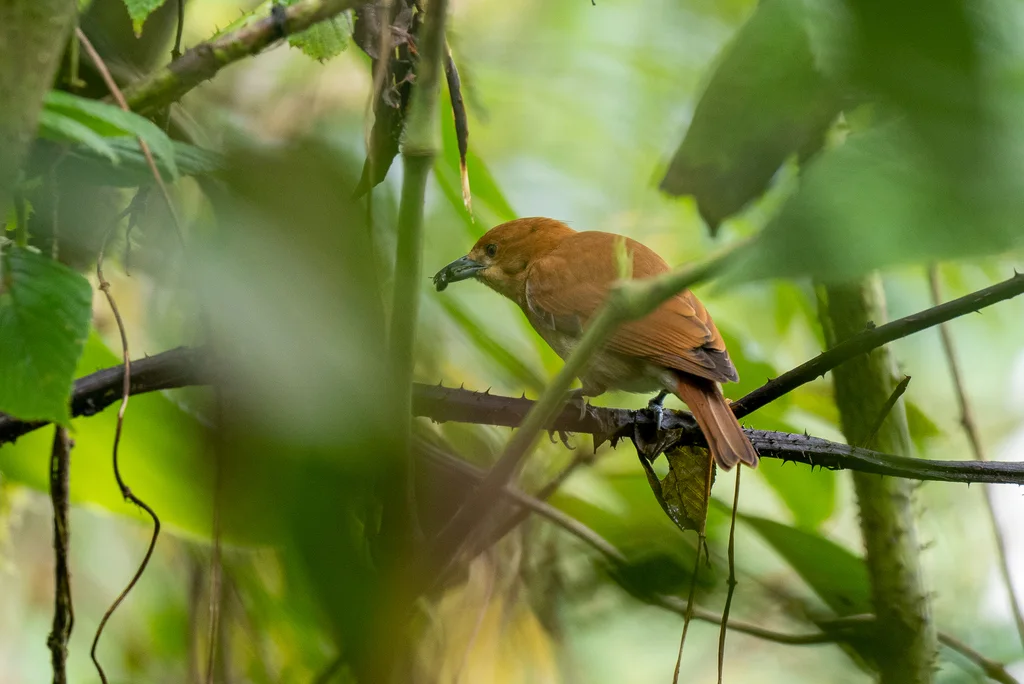 桂红绣眼雀(Hypocryptadius cinnamomeus)