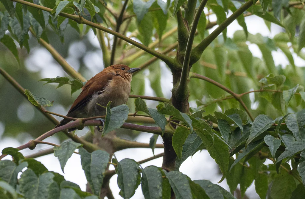 桂红绣眼雀(Hypocryptadius cinnamomeus)