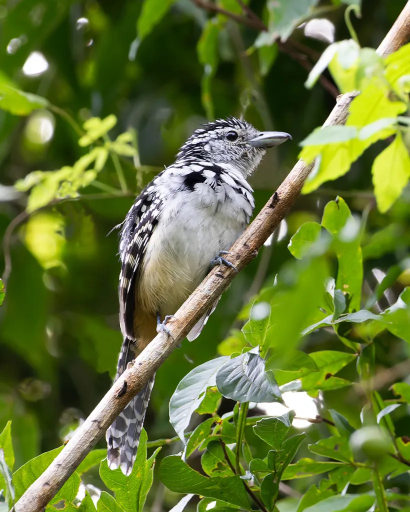 斑背蚁鵙(Hypoedaleus guttatus)