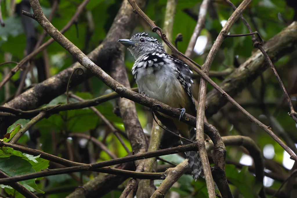 斑背蚁鵙(Hypoedaleus guttatus)
