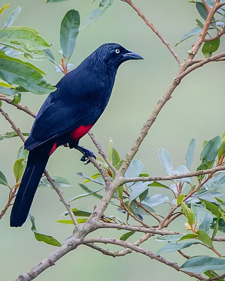 红腹拟鹩哥(Hypopyrrhus pyrohypogaster)