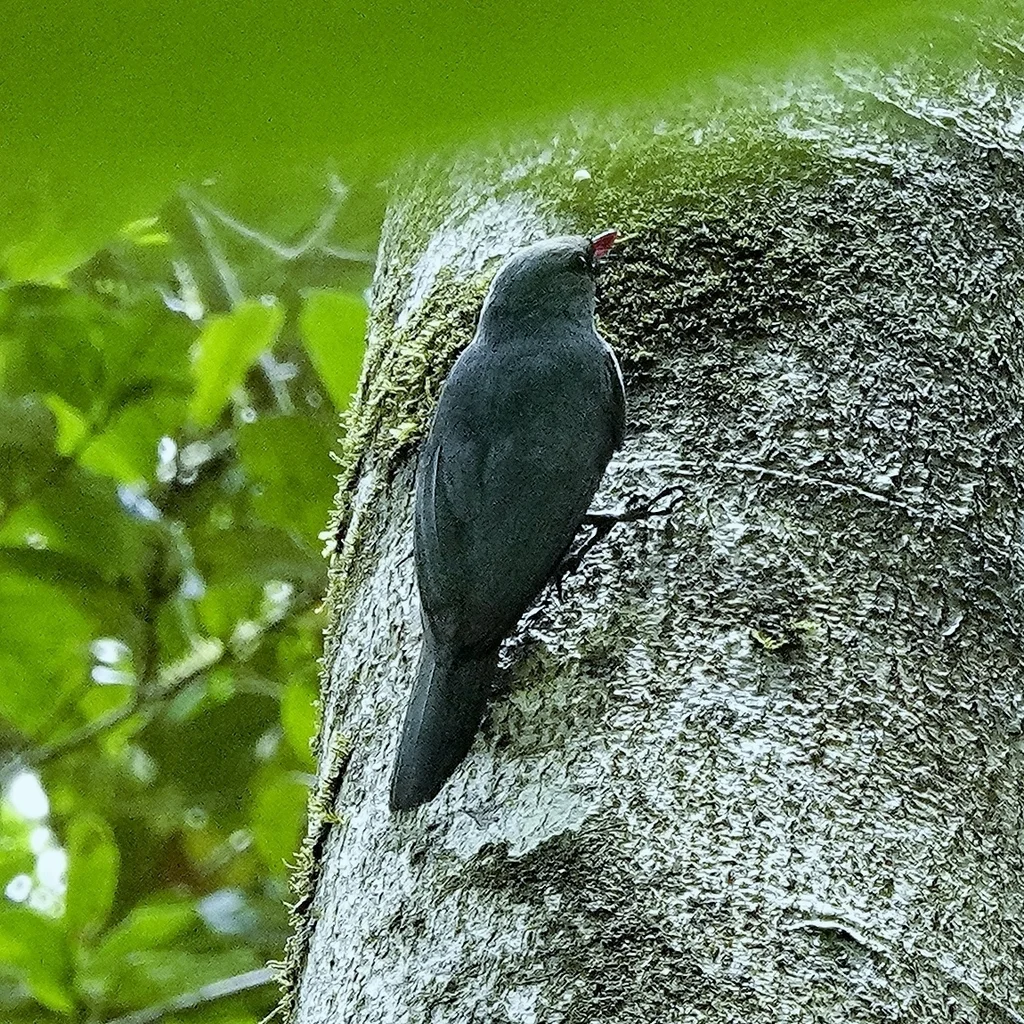 红嘴钩嘴鵙(Hypositta corallirostris)