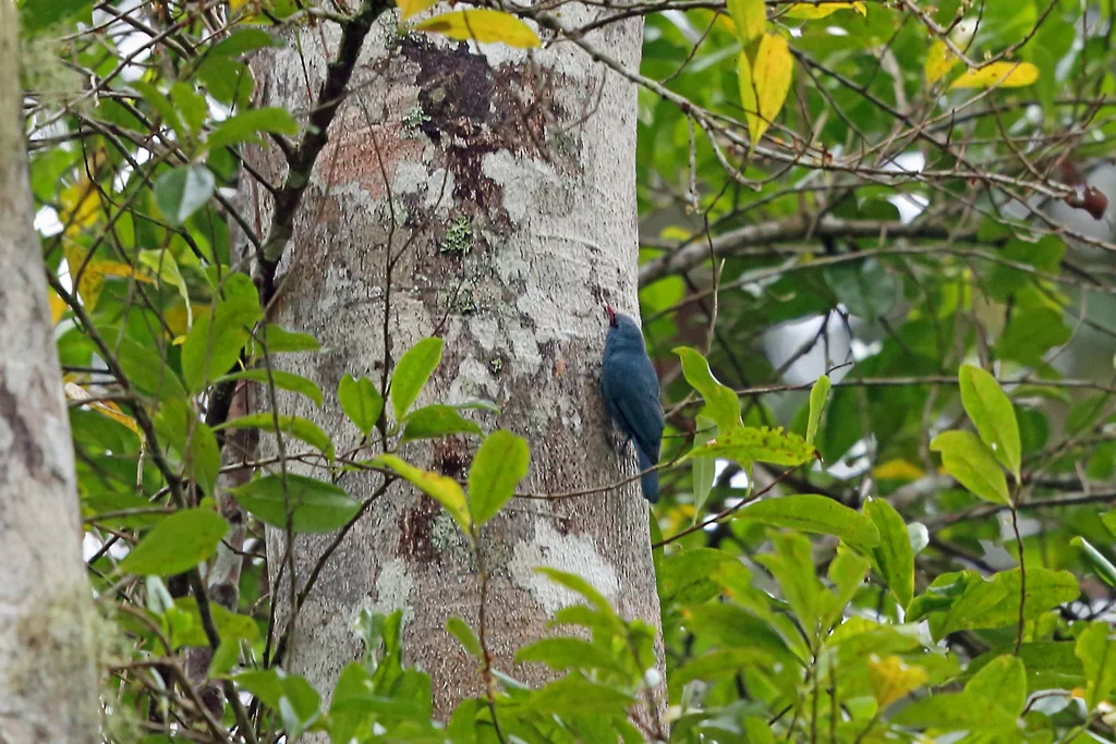 红嘴钩嘴鵙(Hypositta corallirostris)