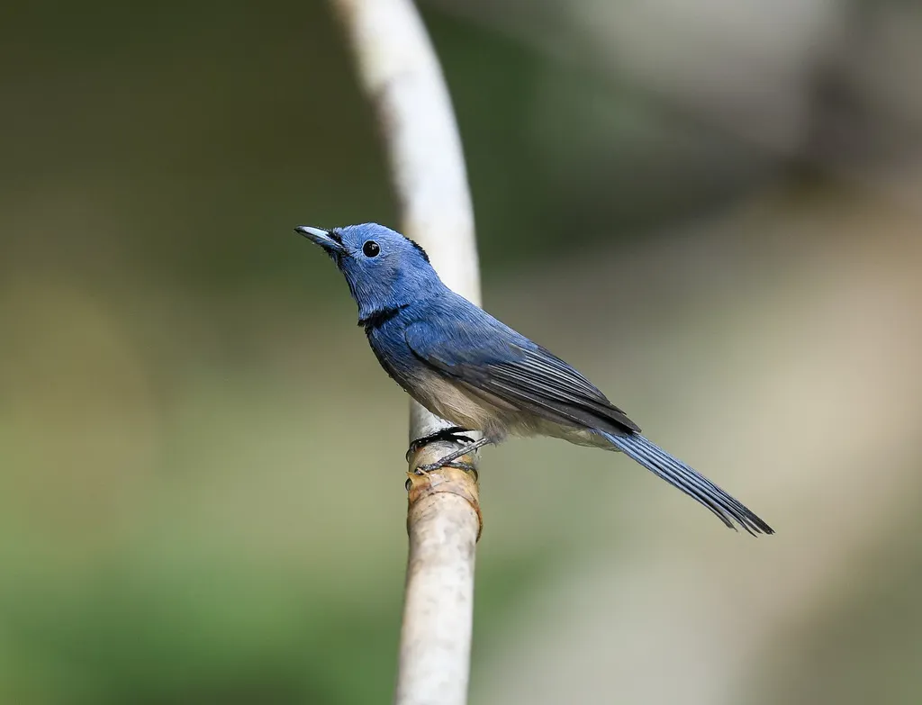 黑枕王鹟(Hypothymis azurea)