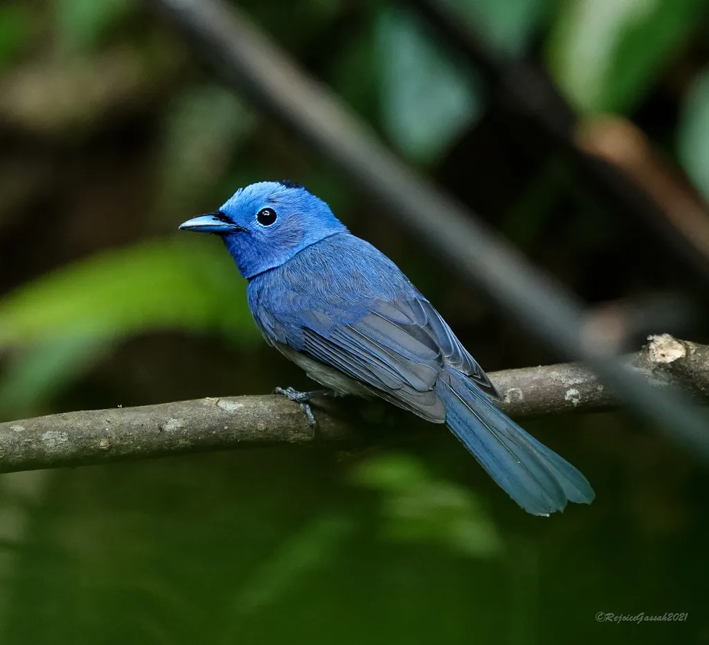 黑枕王鹟(Hypothymis azurea)