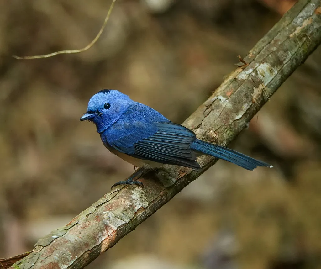 黑枕王鹟(Hypothymis azurea)