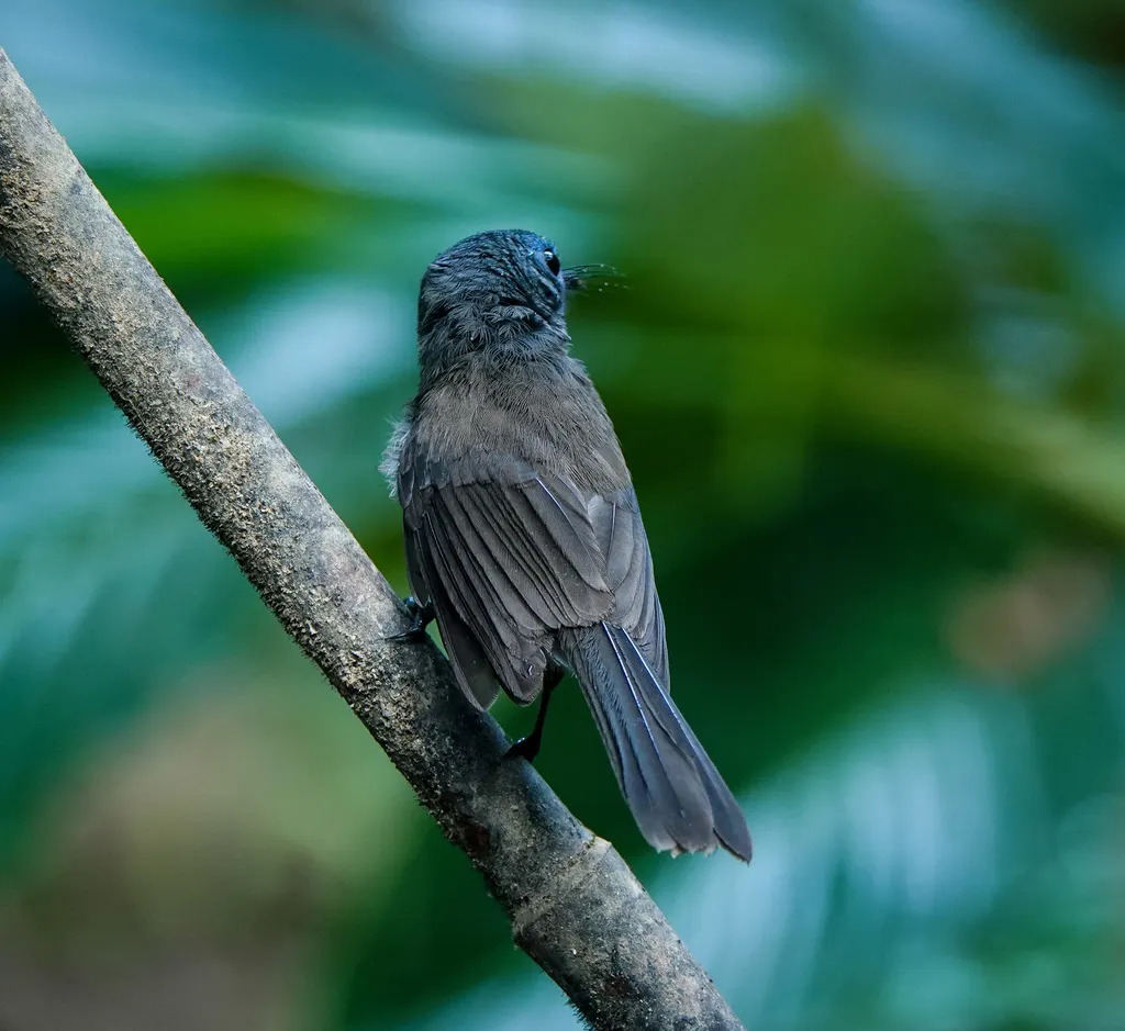 黑枕王鹟(Hypothymis azurea)