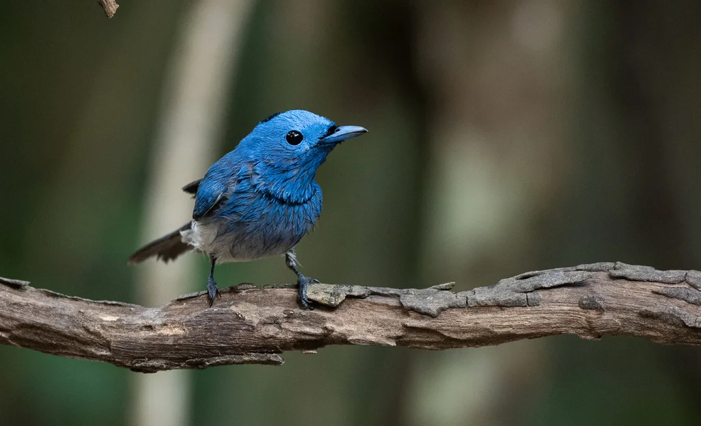 黑枕王鹟(Hypothymis azurea)