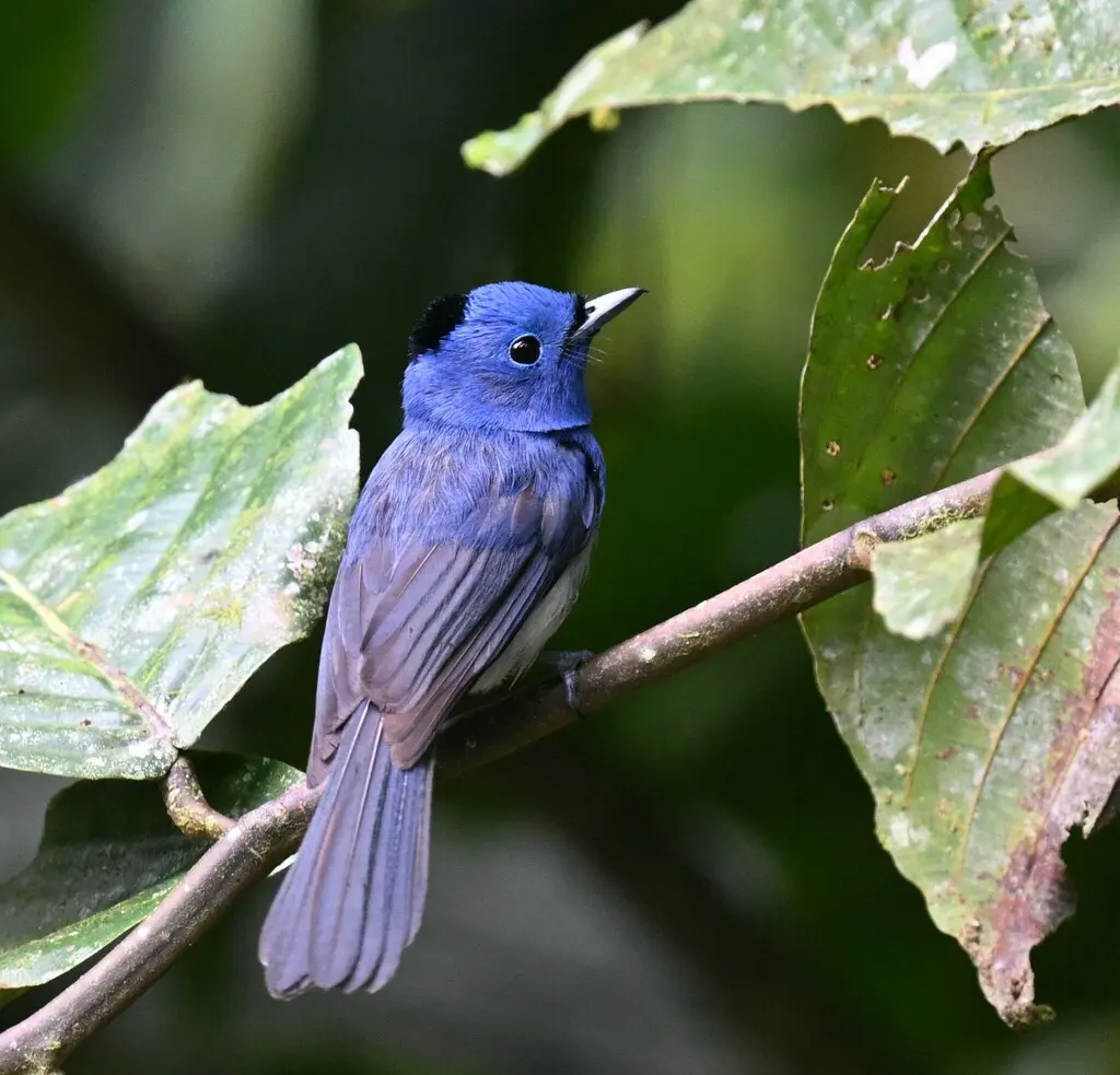 黑枕王鹟(Hypothymis azurea)