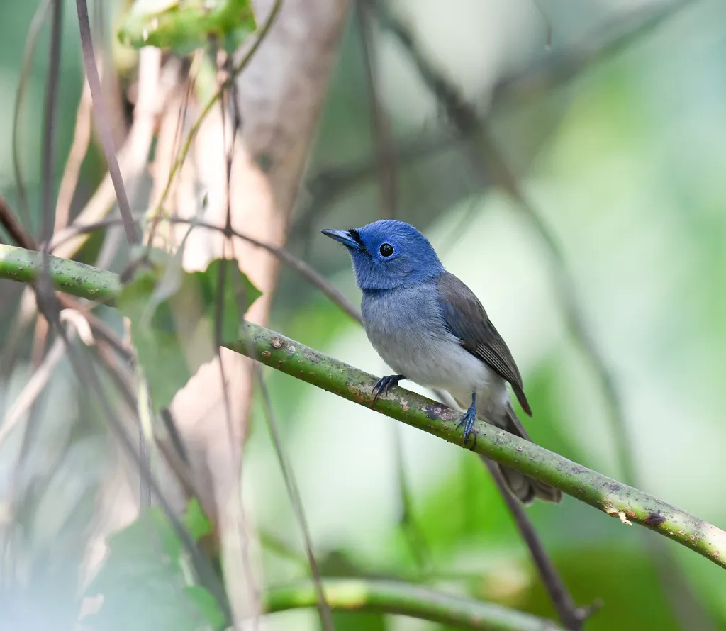 黑枕王鹟(Hypothymis azurea)