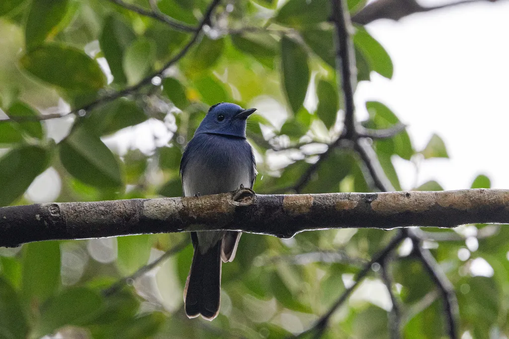 黑枕王鹟(Hypothymis azurea)