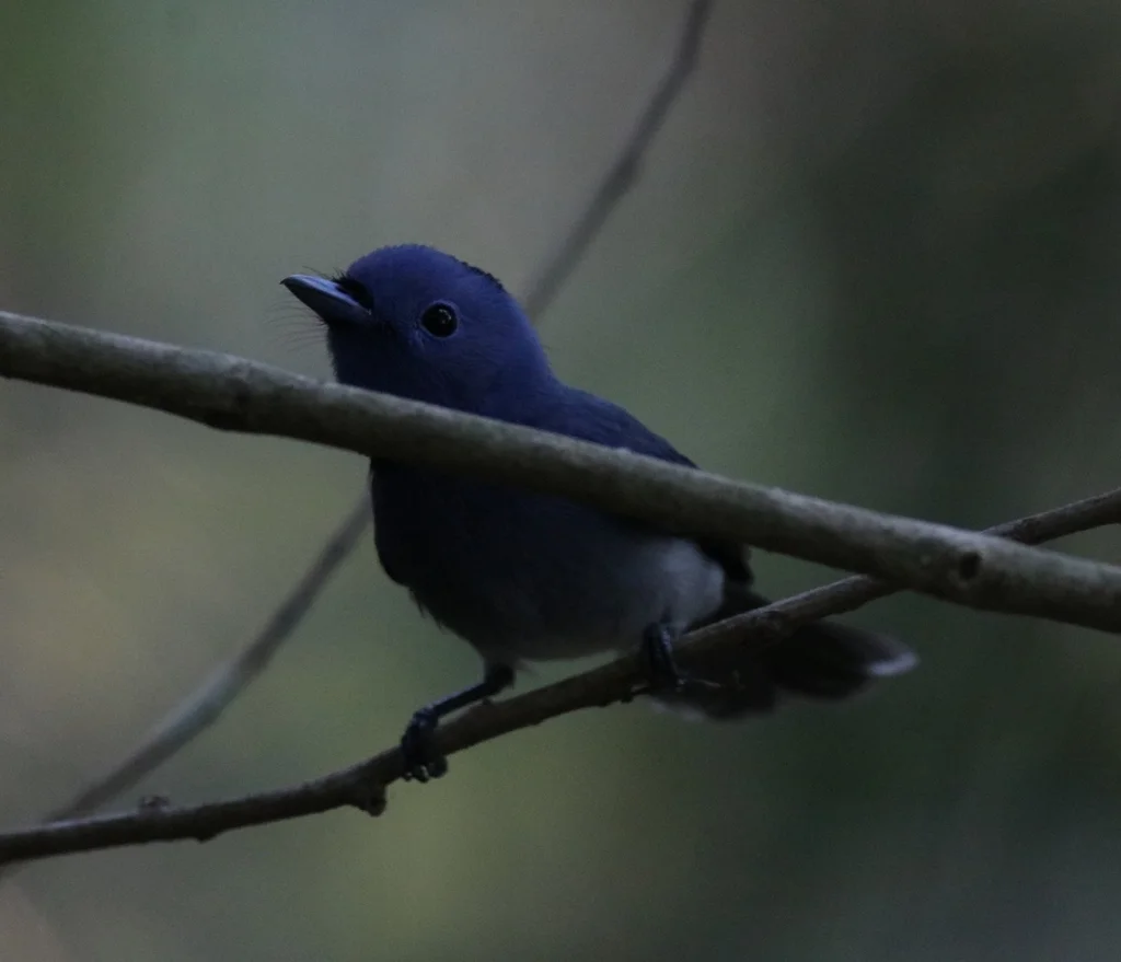 黑枕王鹟(Hypothymis azurea)