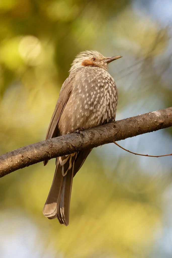 栗耳短脚鹎(Hypsipetes amaurotis)