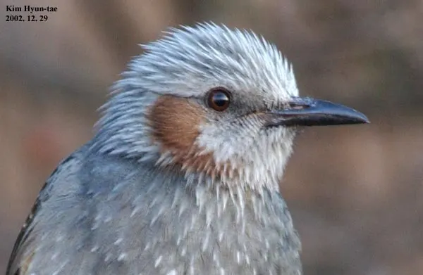 栗耳短脚鹎(Hypsipetes amaurotis)