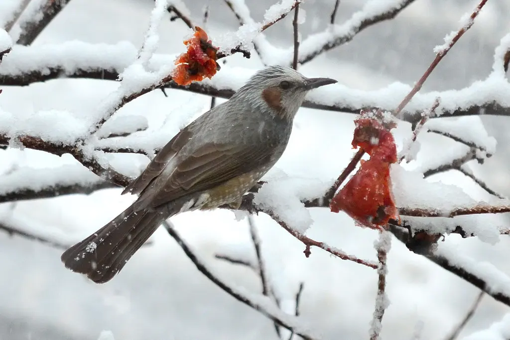 栗耳短脚鹎(Hypsipetes amaurotis)