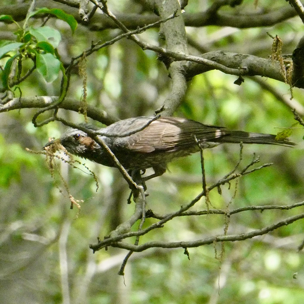 栗耳短脚鹎(Hypsipetes amaurotis)