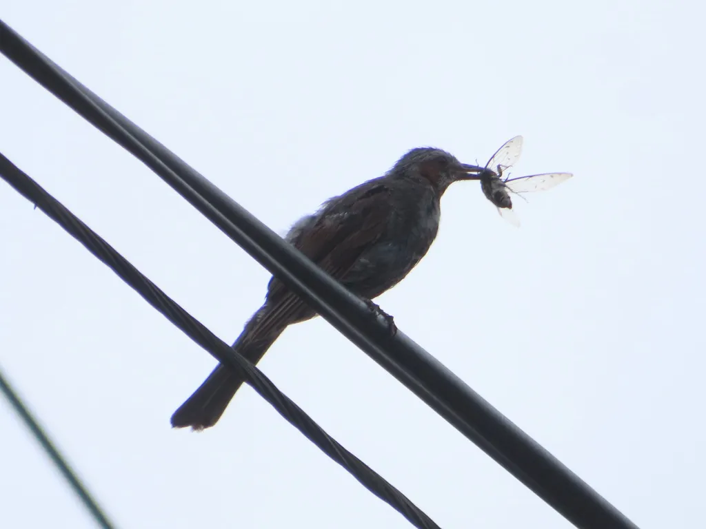 栗耳短脚鹎(Hypsipetes amaurotis)