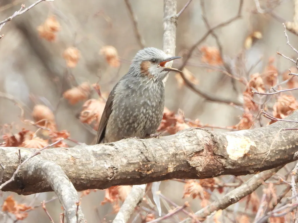 栗耳短脚鹎(Hypsipetes amaurotis)