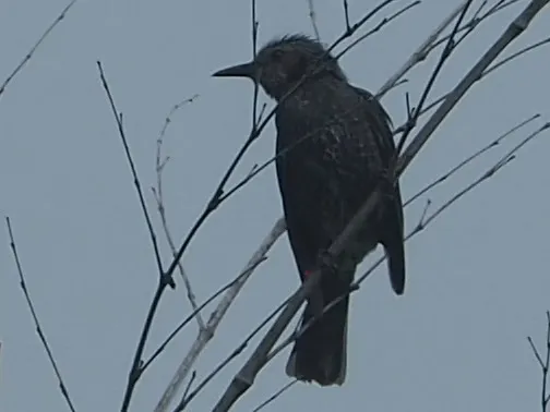 栗耳短脚鹎(Hypsipetes amaurotis)