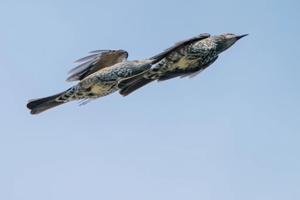 栗耳短脚鹎(Hypsipetes amaurotis)