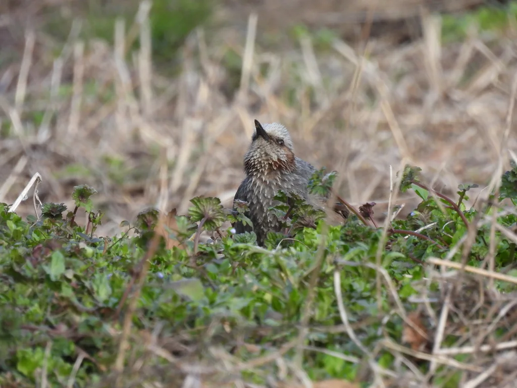 栗耳短脚鹎(Hypsipetes amaurotis)
