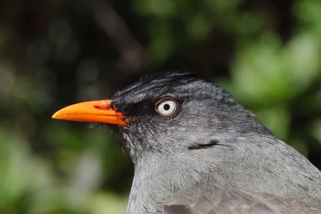 绿短脚鹎（Hypsipetes borbonicus）