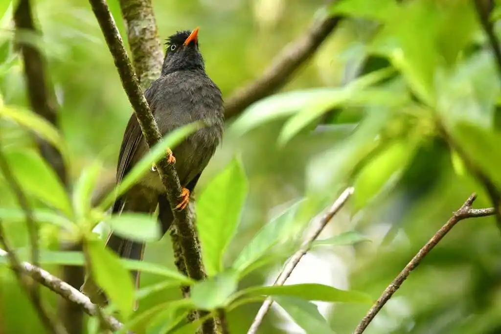 绿短脚鹎（Hypsipetes borbonicus）