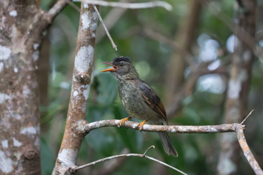 厚嘴短脚鹎(Hypsipetes crassirostris)